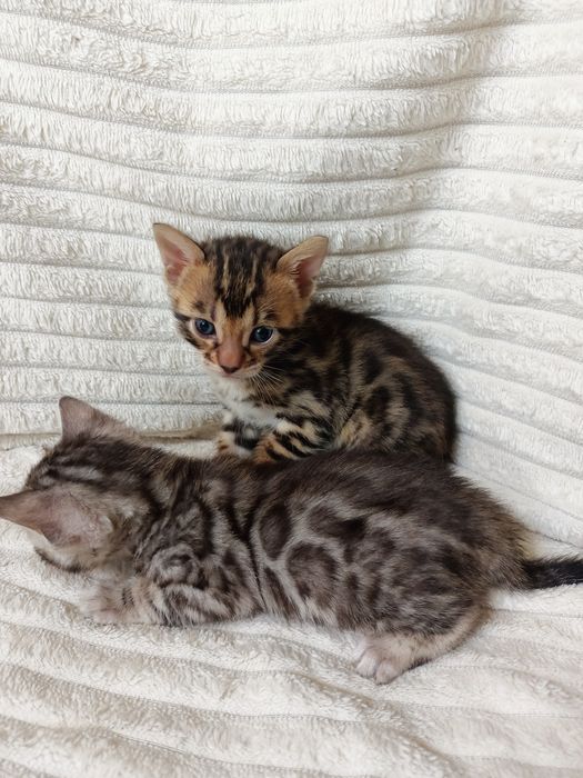 Продам бенгальских котят