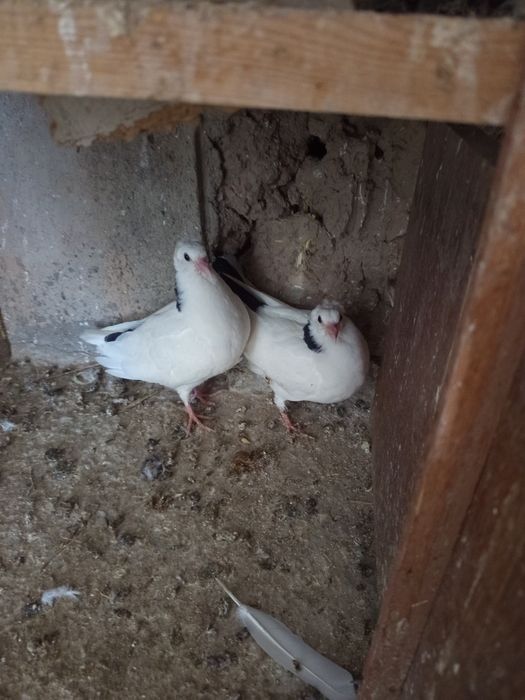 Кабутар жужалари сотилади