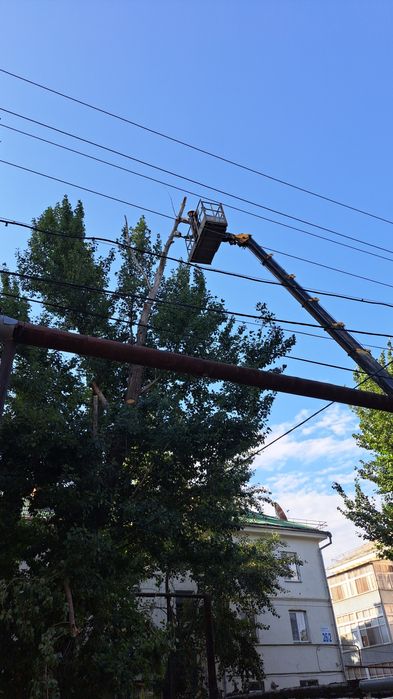 Терек кесемыз, Спил, кронировка деревьев