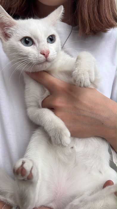 Котенок в добрые руки