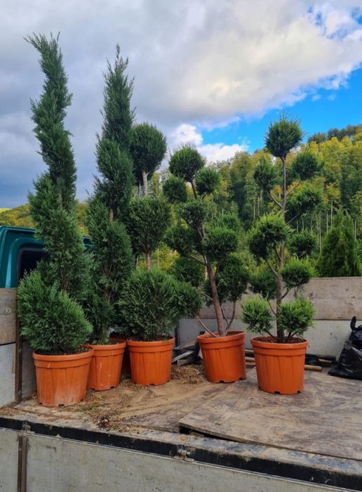 Găsește toate plantele pentru curtea ta – de la Magnolia grandiflora