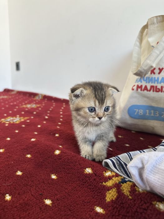Scottish fold и Scottish straight настоящий
