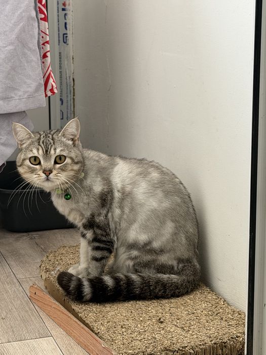 Вязка кот шотландский