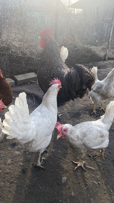 Продам петуха брама