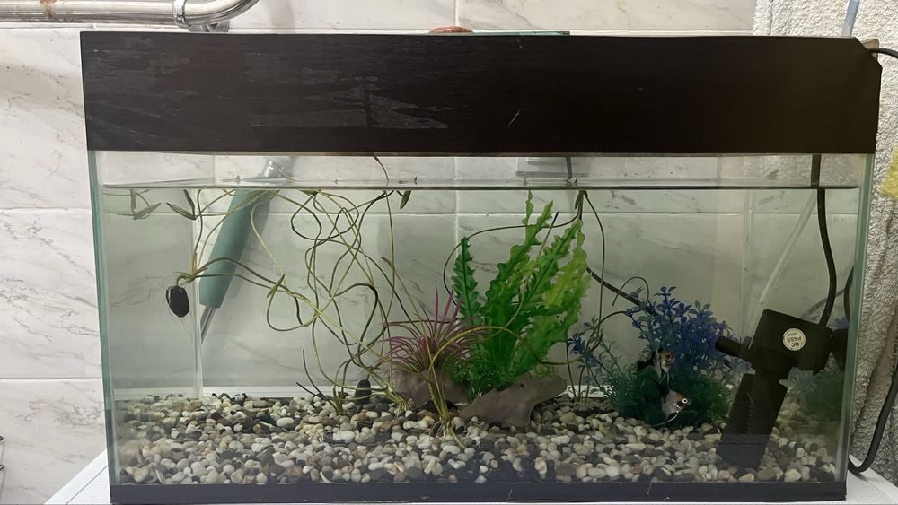 Аквариум с рыбками