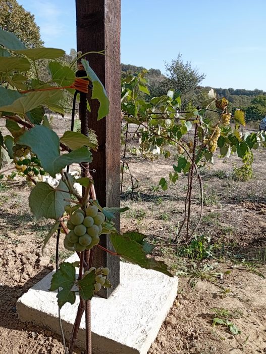 Продава се Земеделски имот в Варна, м-т Евксиноград -  кв.м за 33 €/дка - Снимка #3