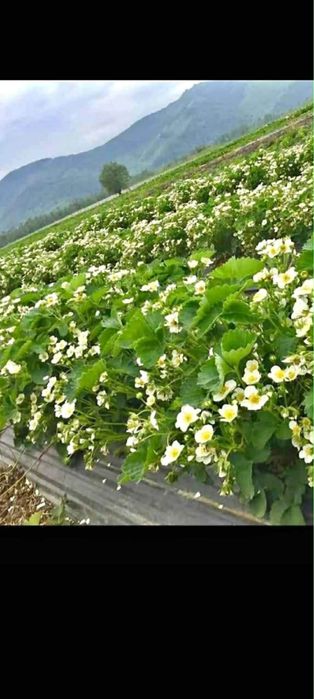 Здравей те продавам качествен расад ягоди и малини