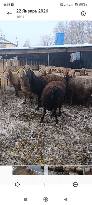 Арашан котные матки