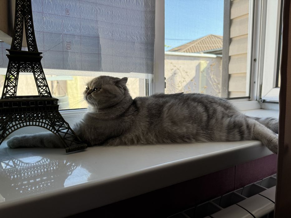 Ищем кота,красивого!Тараз