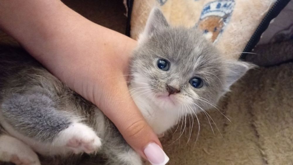 Продаются котята