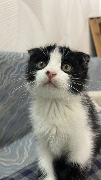 Котенок бесплатно