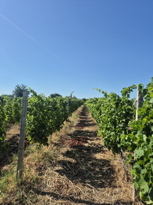 Vie de vânzare 5500 mp