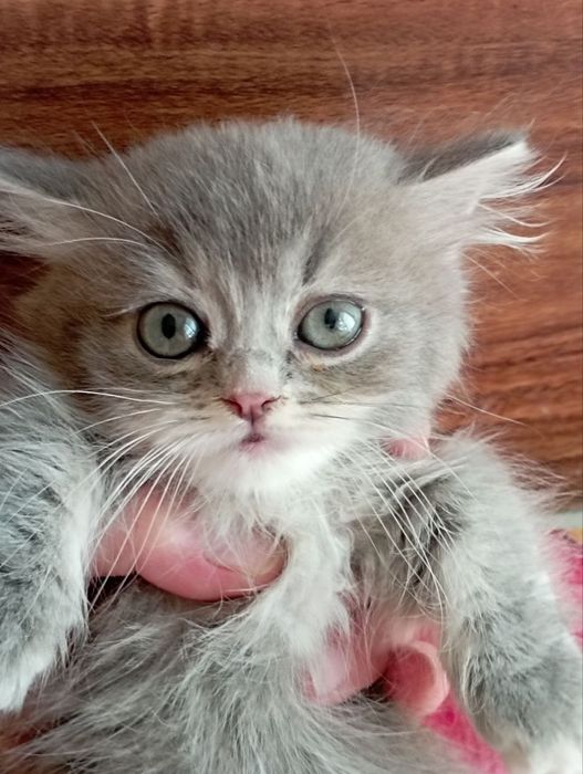 Манчкин девочка 4 мес.