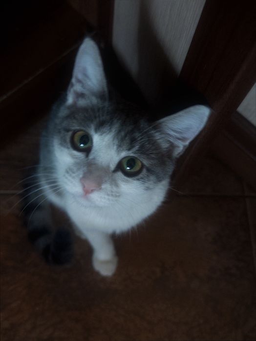 Отдам котика в добрые руки