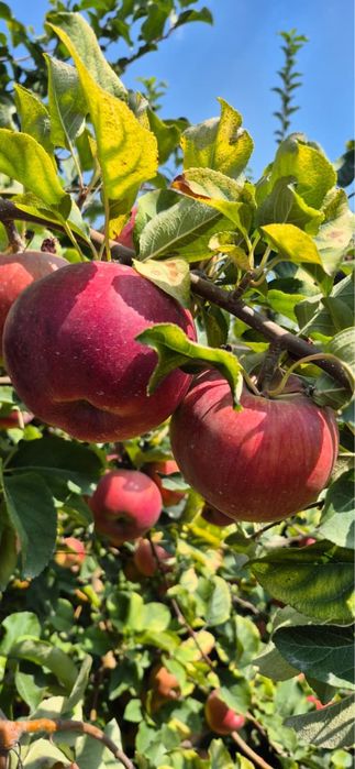 Продам яблоки сорта апорт рашида