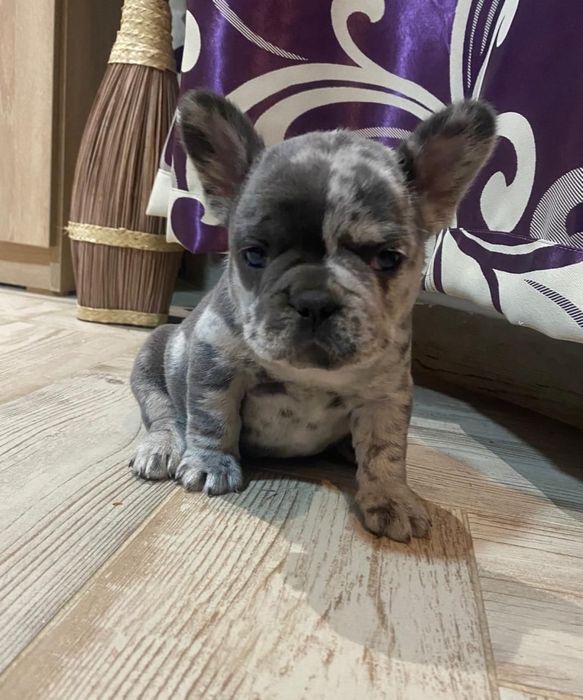 Bulldog Francez Merle