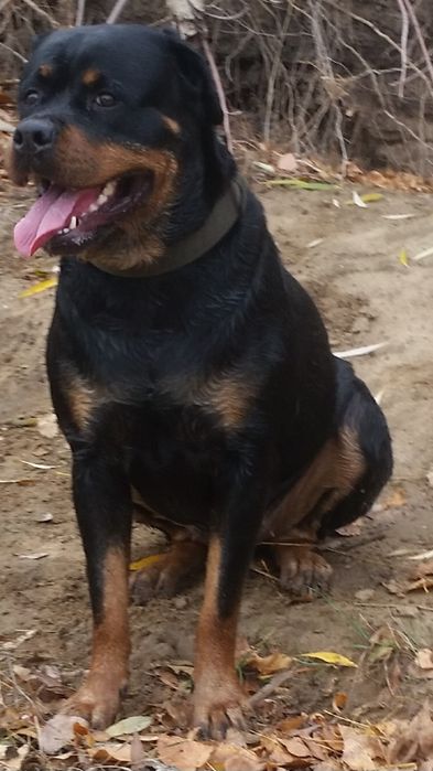Ротвейлер продам
