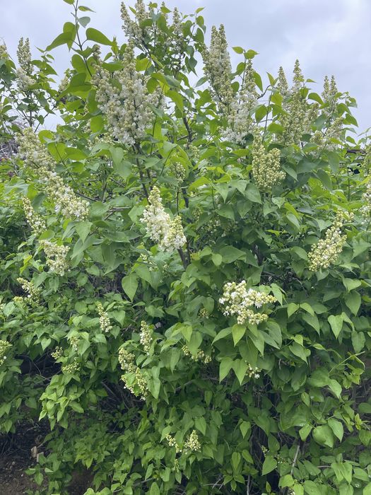 Продам срочна тез арада сатамын гулдер