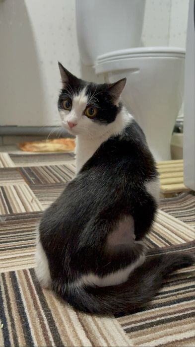Кошечка ищет дом
