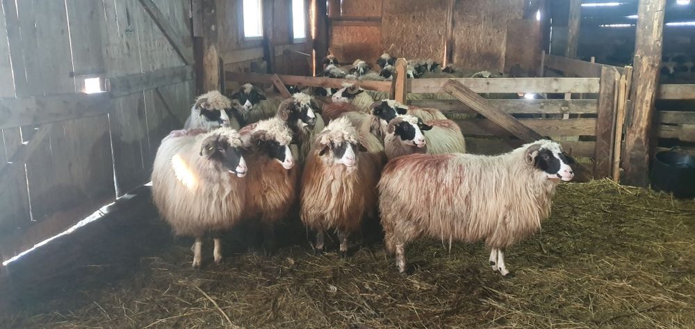 Oi breze disponibile