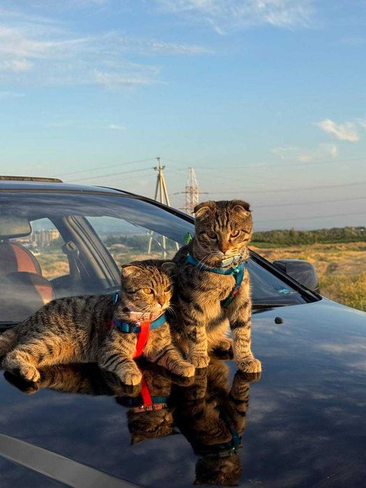отдам кошек в хорошие руки
