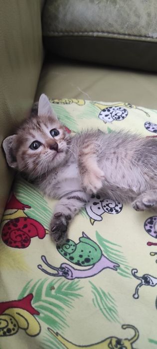 Котята в хорошие руки