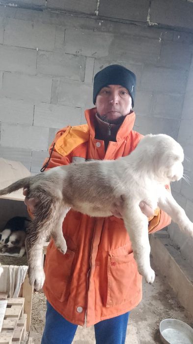 Продается щенята Алабая  2 месяца