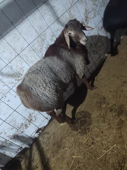 Qassob servis мясной услуги