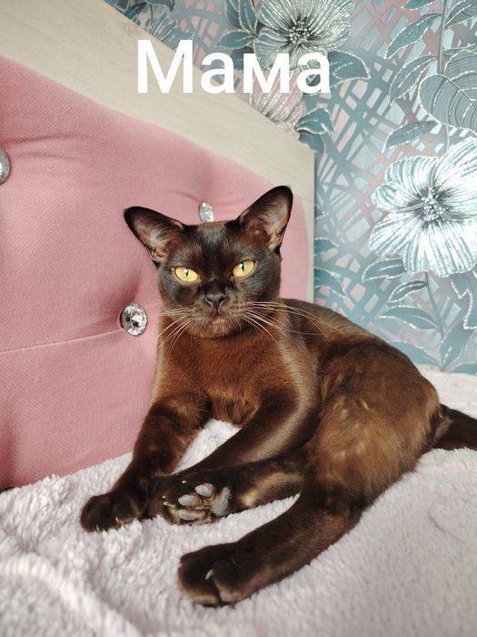 Европейская бурма