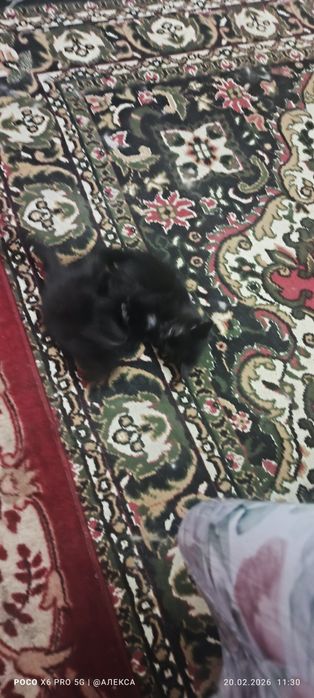 Котята породистые