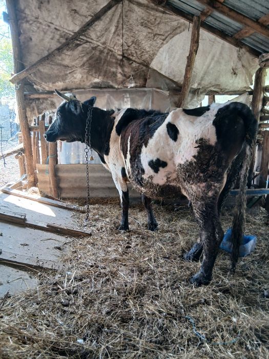 Vand vaca la a 2 fatare buna de lapte cuminte