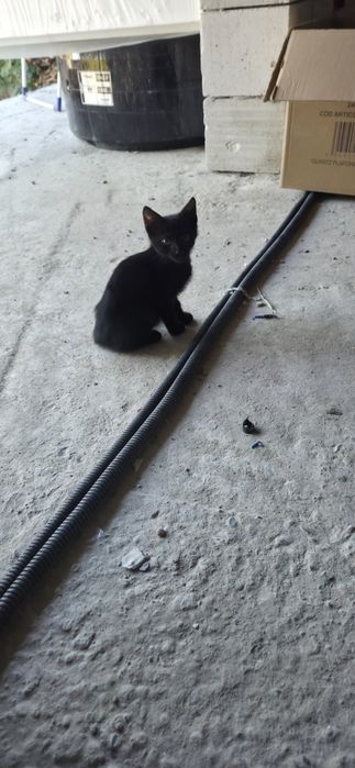 Pisici pentru adoptie