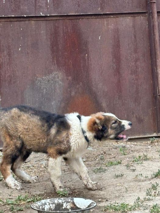 Алабай.   2,5 месяца