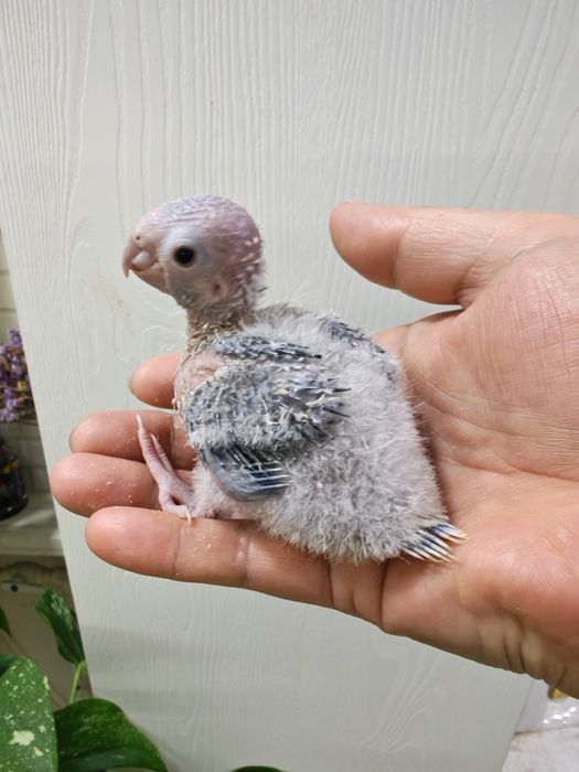 Продаётся птенец попугая Пирруры