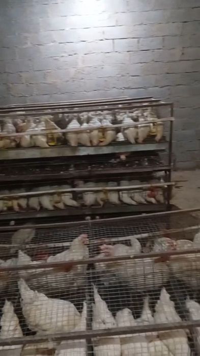 Ломан синди Тухум йуналишида