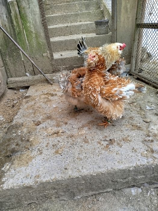 Vând găini frizate