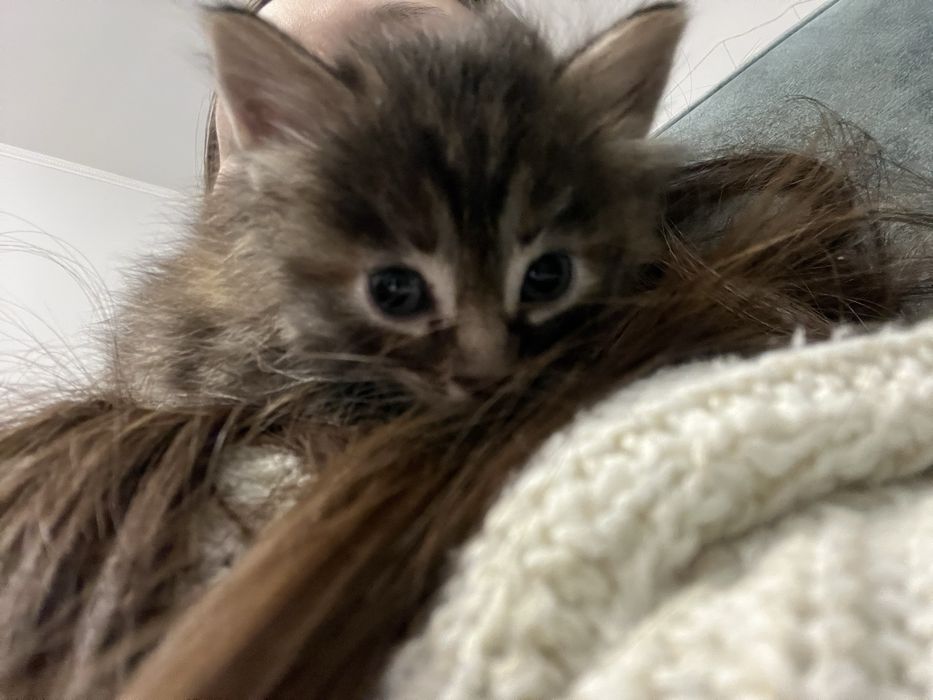 Отдам котят бесплатно