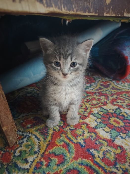 Продаются котята