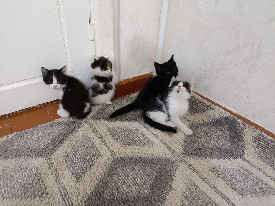 Kotyata, Mushuk котята мушук