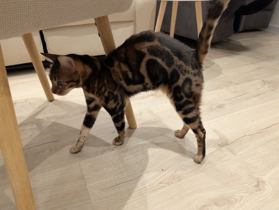 Бенгалска женска котка