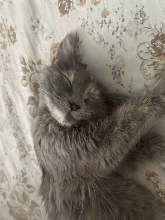 Отдам котенка в добрые руки