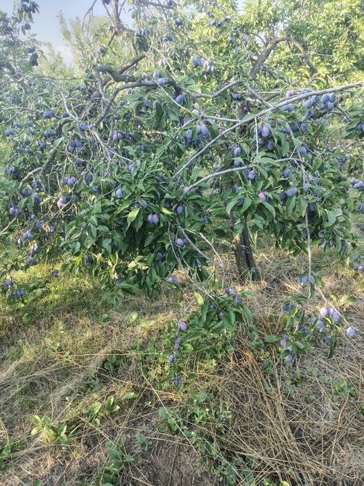 Prune pt țuică..