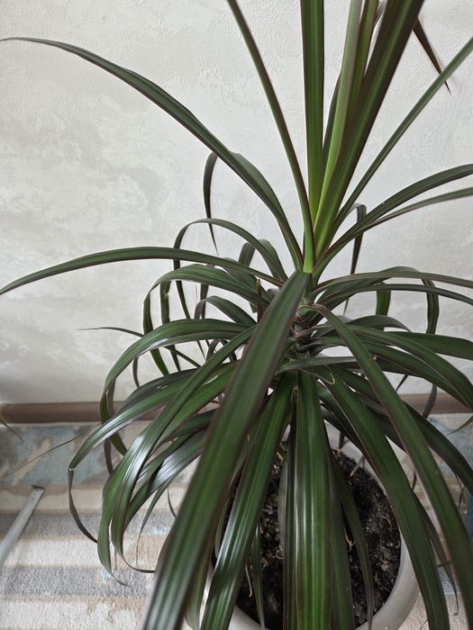 Драцена сатылады/продается