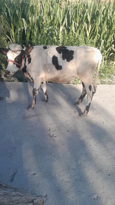 Rasiyiski gunojin sotladi