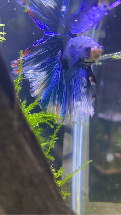 Pesti sanitari si plante de acvariu