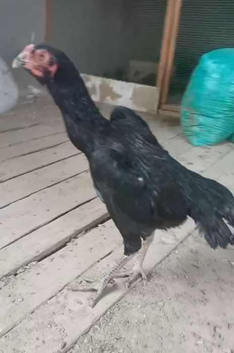 Гирракаш икки йонбош ўридиганидан тухумда