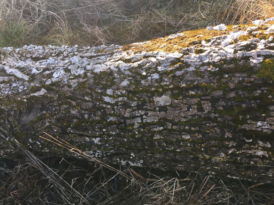 Trunchi / Buștean  de Nuc