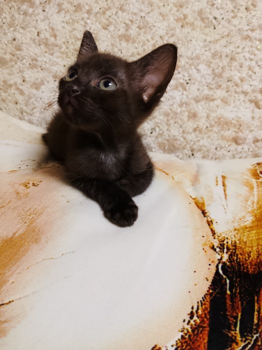 Отдам котят в добрые ручки!