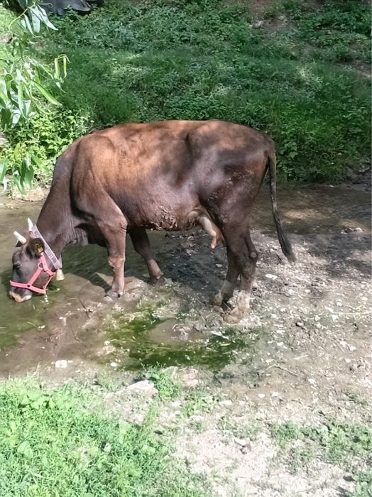 vaca de vanzare