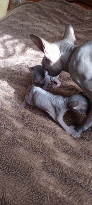 Котят донского сфинкса